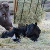 Moo-ry Christmas: Baby Cow Born At Prospect Park Zoo